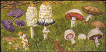 Mushrooms from Toadstools?