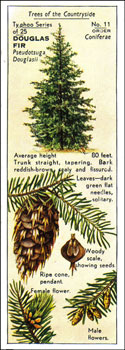 Douglas Fir