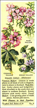 Mallow Family