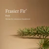 Frasier Fir TIDINGS Boxed Candle 6.5 oz