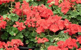 Taking a Long Weekend...