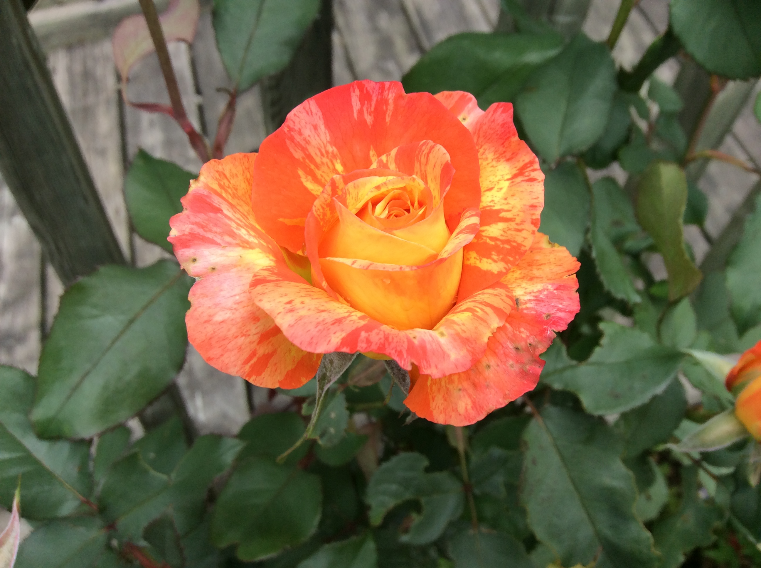 Regular Hours of Operation The Hobby Horse Quilt Shoppe