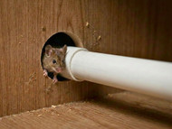 If You See One Mouse, How Many Do You Really Have?  Signs of an Infestation Explained