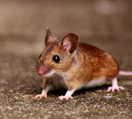 How to Seal and Weatherproof a Garage Door