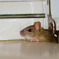 How to Seal Entry Points for Mice and Rats | Xcluder