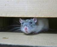 How to Rodent Proof Your Attic and Keep Mice Out for Good