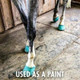 Therazure Horse Hoof Thrush Treatment Clay and White Line Equine Care: Effective on Horses