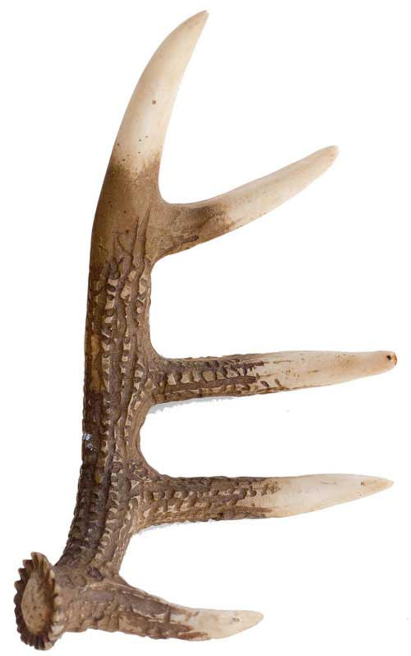 antler siro exclusive