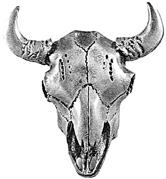 2-3/4" Buffalo Skull Knob - Pewter