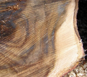 Types of Ebony Wood : Properties, characteristics and Uses