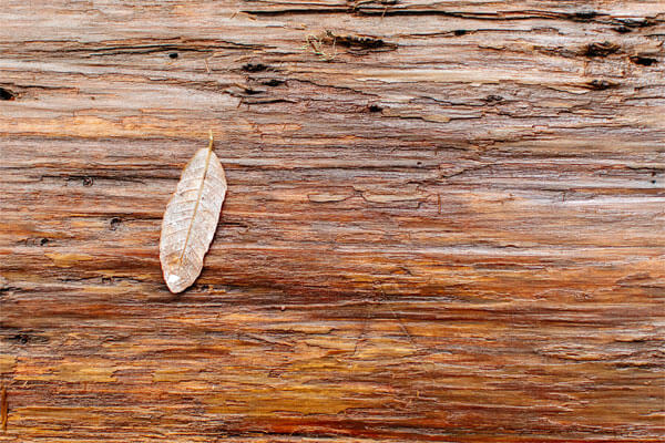 Your Guide to the Most Durable Wood Species for Outdoor Use