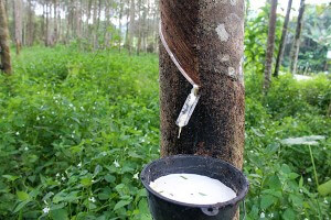 Para Rubber Tree, Rubberwood