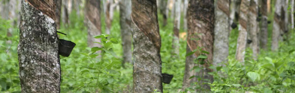 Rubberwood Trees Rubberwood Trees