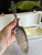 Vintage Norwegian Brodrene Mylius 830S Cake Server, Decorative Serving Utensil with Box Included Vintage Norwegian Brodrene Mylius 830S Cake Server, Decorative Serving Utensil with Box Included