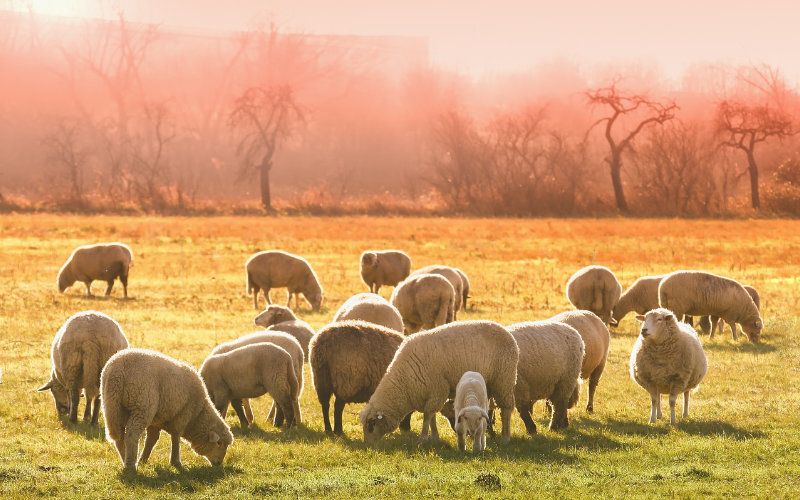 Several sheep grazing in the field