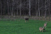 Deer in Whitetail Oats Plus field