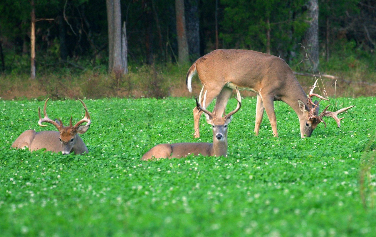 Whitetail Institute Imperial Clover - Thumbnail 4