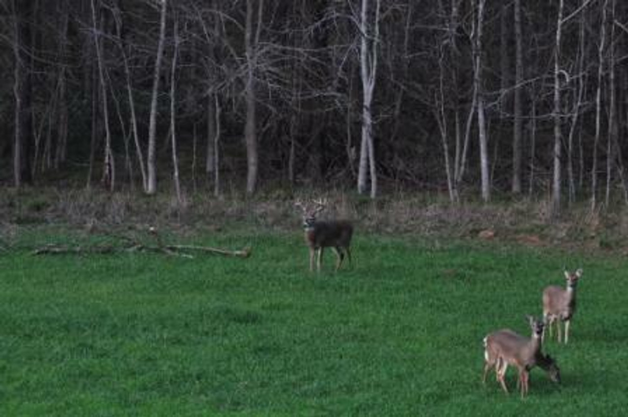 Deer in Whitetail Oats Plus field