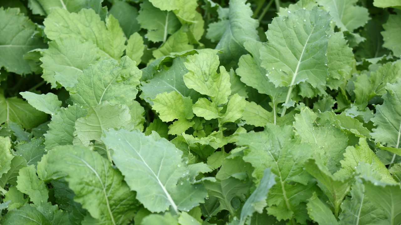 Whitetail Institute Imperial Beets & Greens - Thumbnail 4