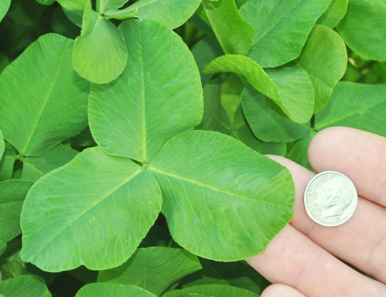 Clover close up