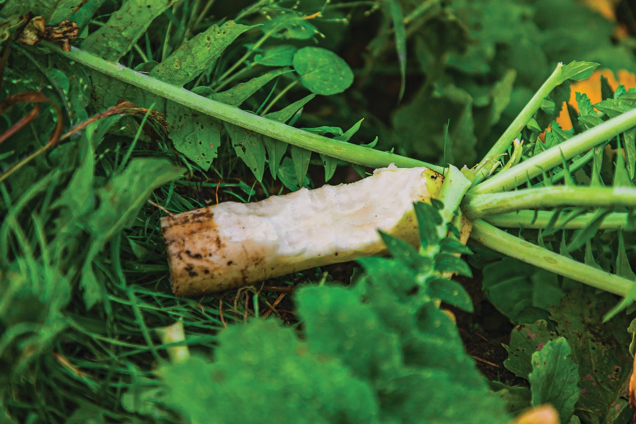 Imperial Ravish Radish (Annuelle)