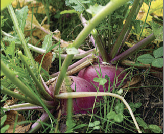 beets-in-brassica-plot