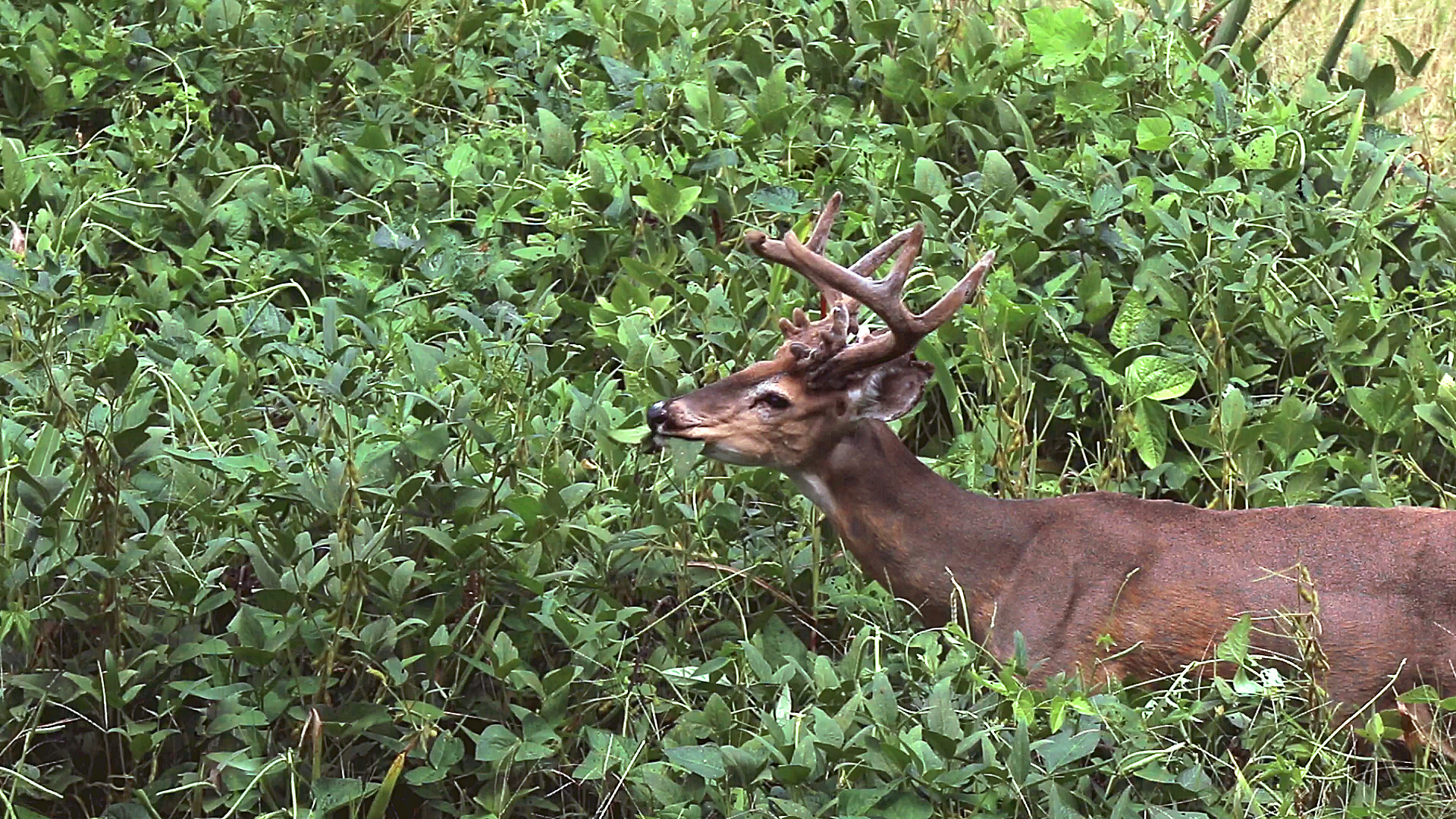 How To Make Food Plot Planting Easier With Small-Scale Equip - North  American Whitetail