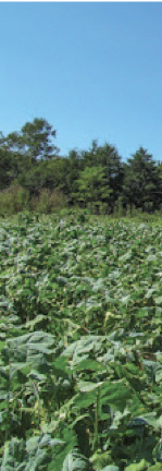 brassicas-plot-skyscraper.jpg