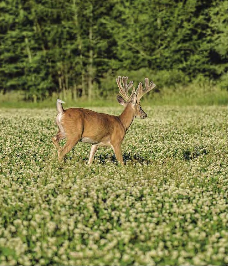 clover-1.jpg