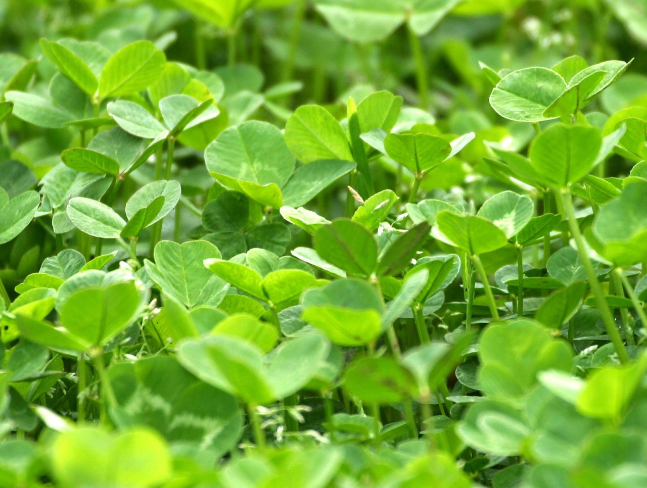 clover-close-up2-95912.jpg