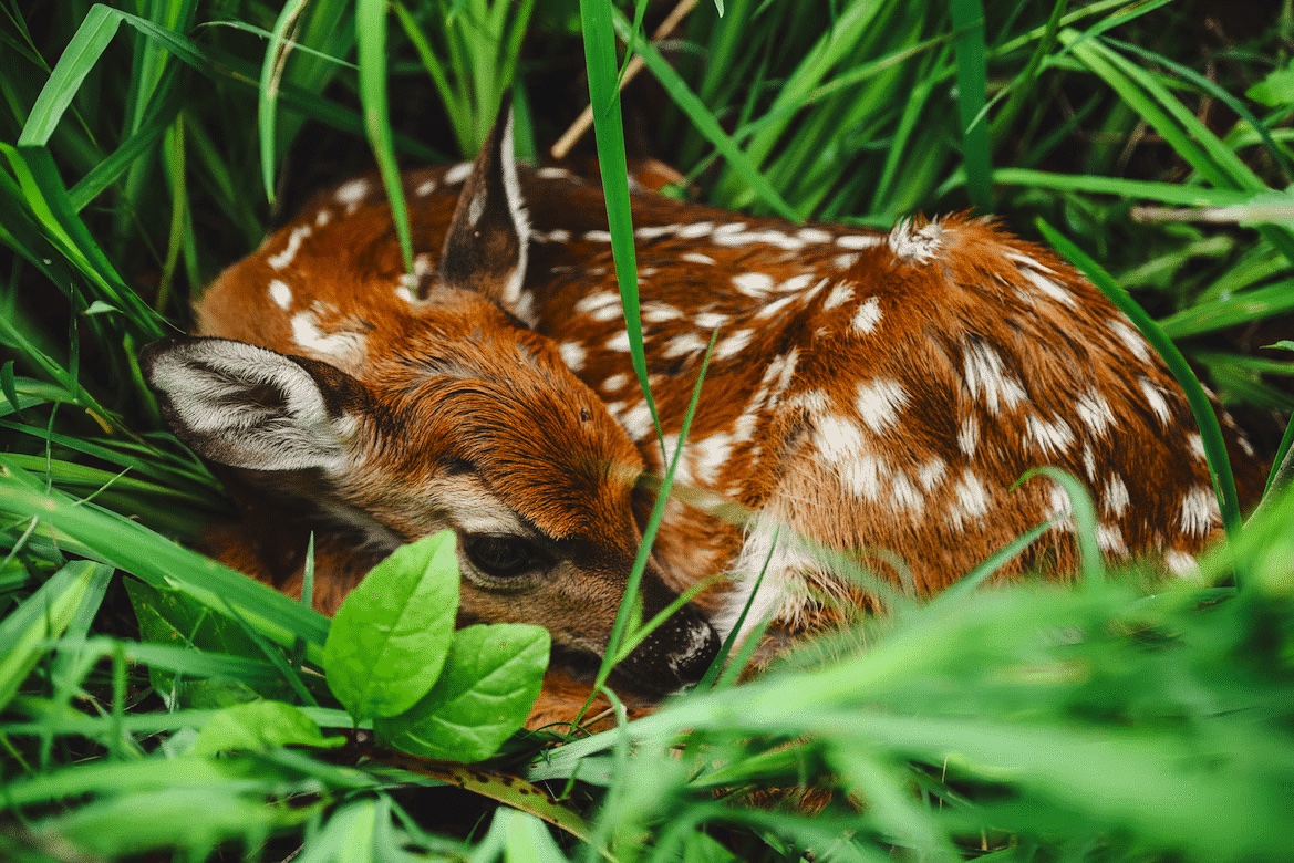 fawn-sleeping.jpg