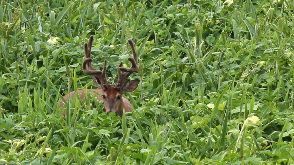 food-plots-pay-off.jpg