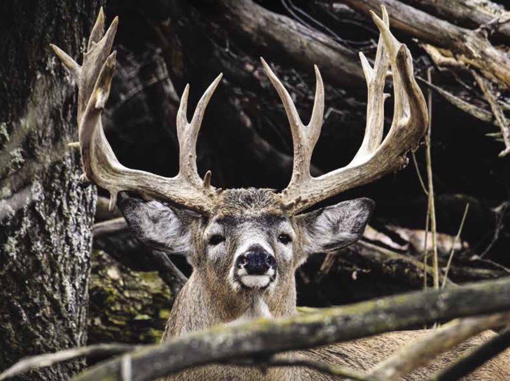 Poudre de bois de cerfs -Complément alimentaire appétant