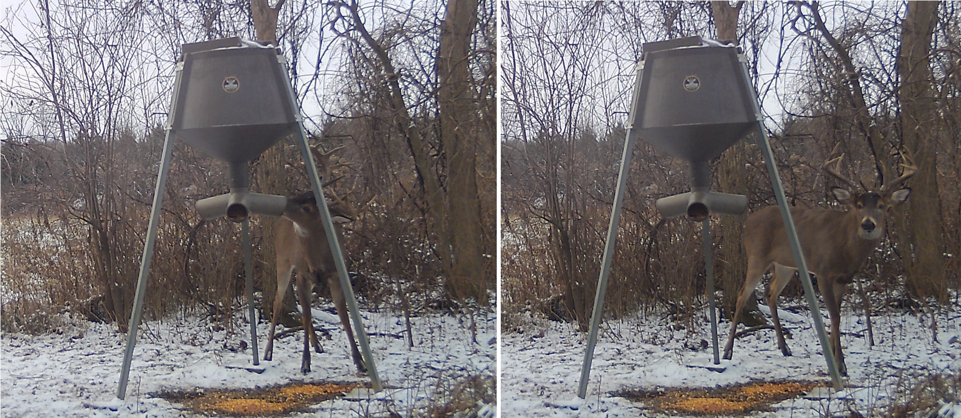 octane-deer-feeder.jpg