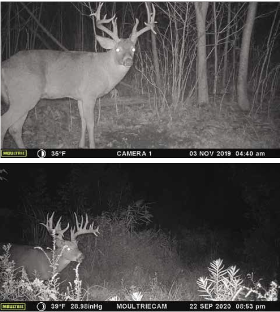 ryan-beran-trail-cams.png