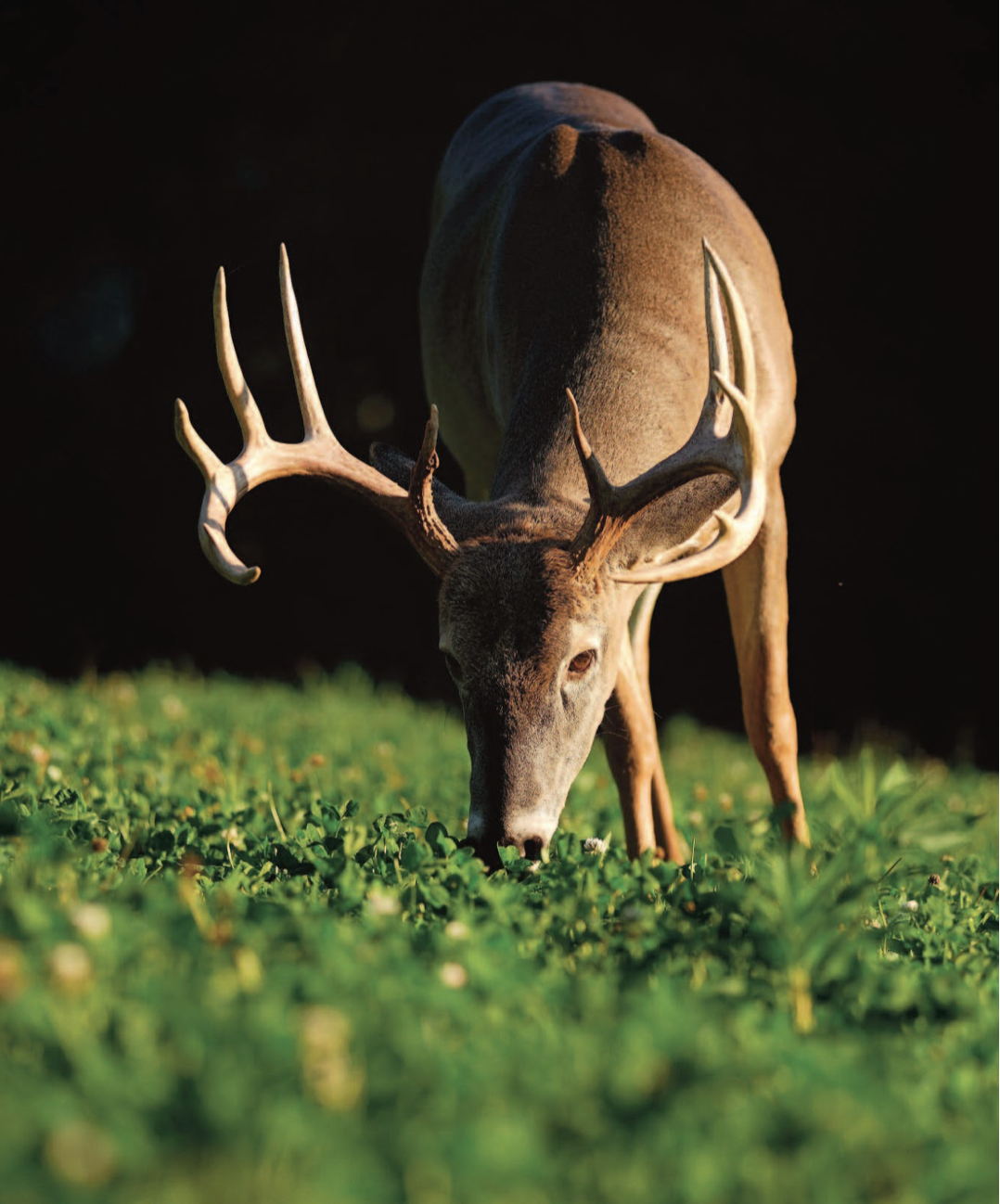 the-immediate-and-long-term-benefits-of-food-plots.png