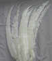 Nandu Ostrich Feathers 18 inch- White