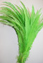 Nandu Ostrich Feathers 18 inch - Lime Green