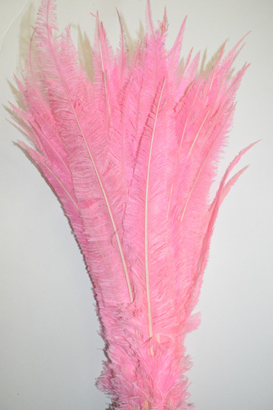 Pink Feathers by Siede Preis