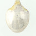 George Smith William Fern Baby Demitasse Spoon Sterling Silver Gold Wash 4.25" George Smith William Fern Baby Demitasse Spoon Sterling Silver Gold Wash 4.25"