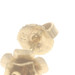 Yellow Gold Flower Stud Earrings - 14k Blossoms Pierced