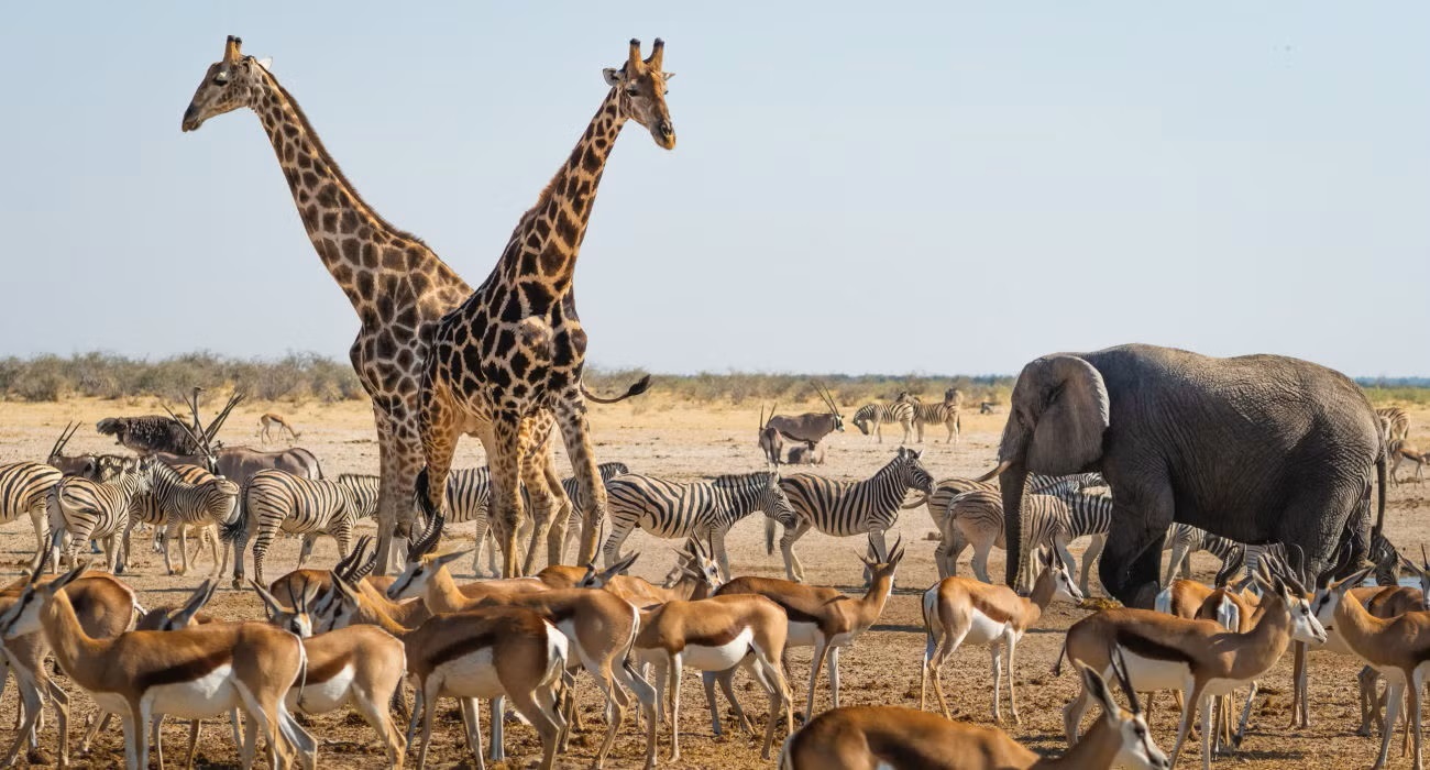 tow-safari-animals.jpg