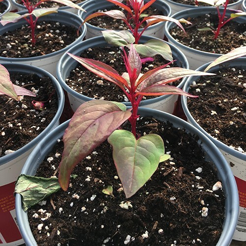 Grower/Garden Products