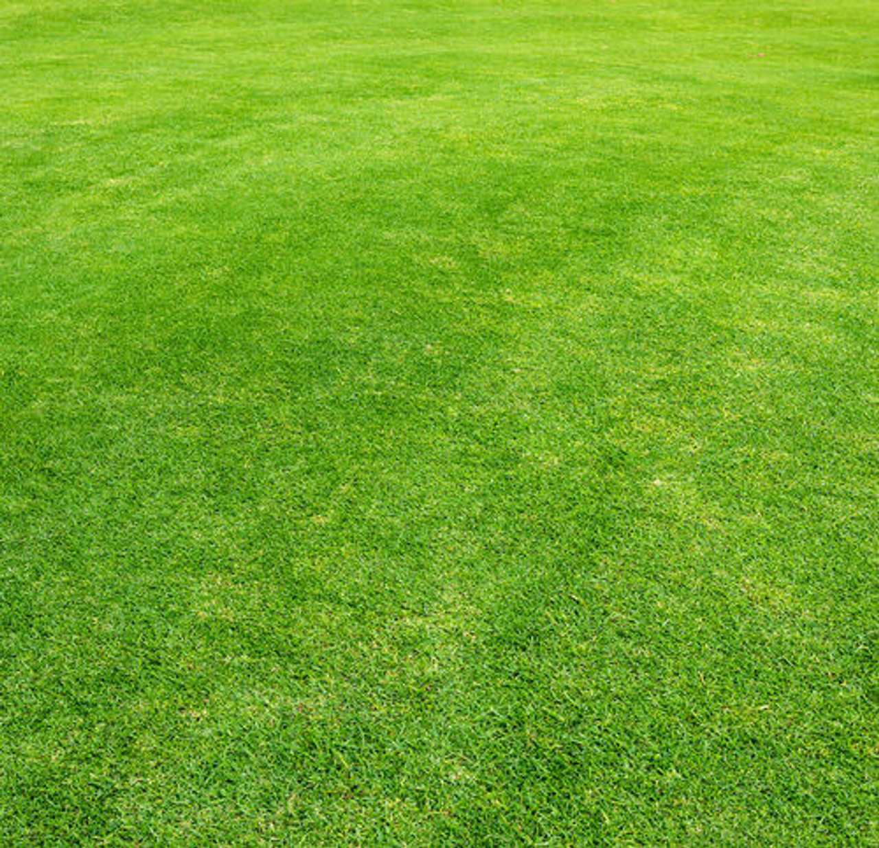 Hard Fescue