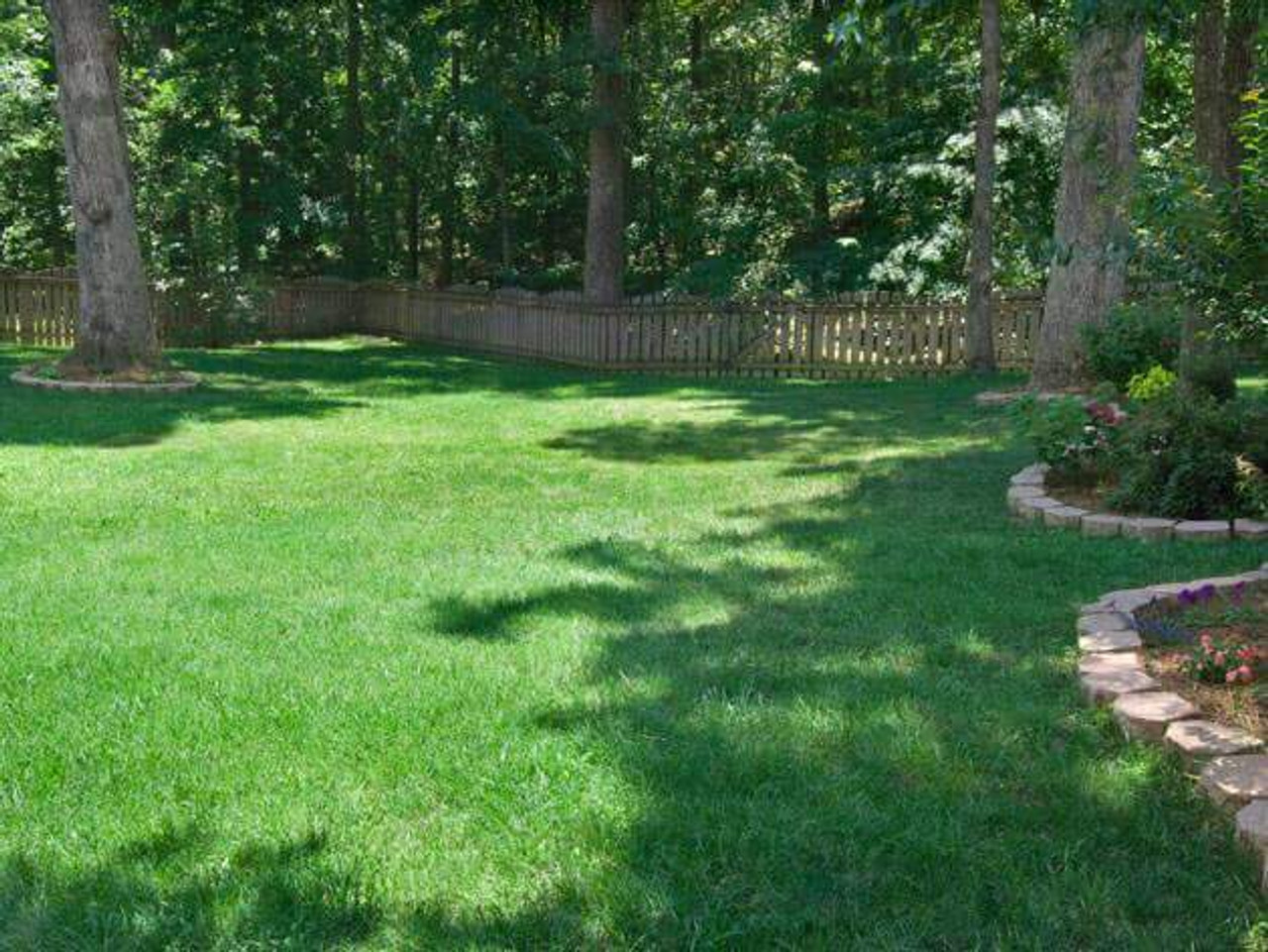 Turf-Type Tall Fescue