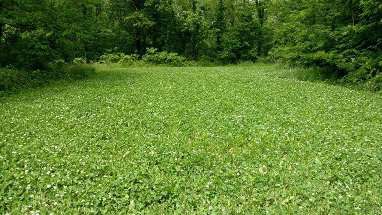 Misc. Food Plot Seed