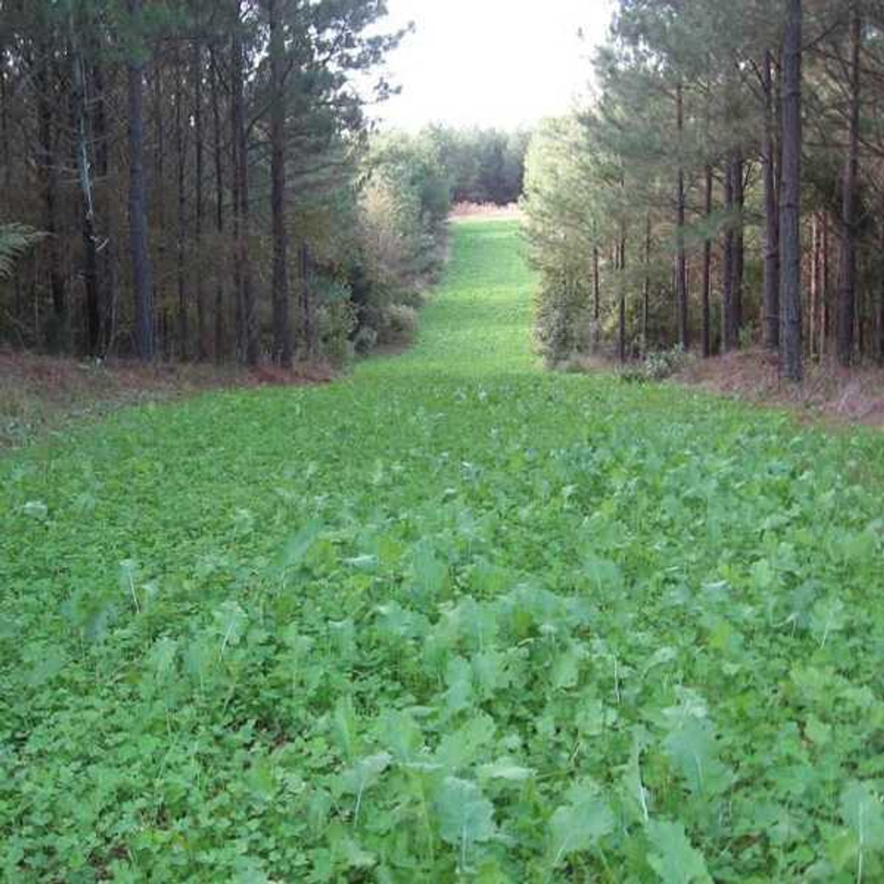 Food Plot Mixes