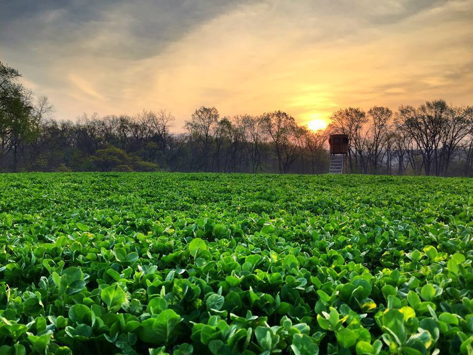 Forage & Food Plot Seed