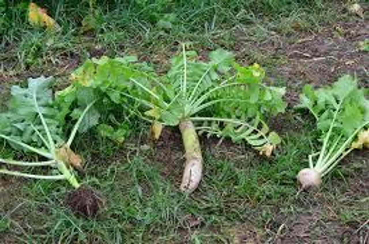 Brassica