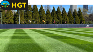 HGT Kentucky Bluegrass Blend